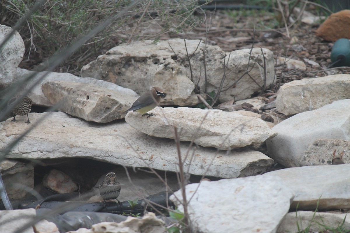 ציצנית אמריקנית - ML632336918