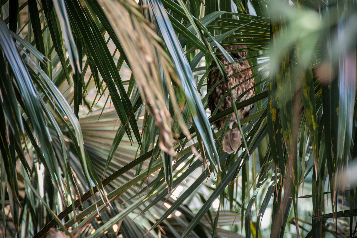 sovka bubuk - ML632337184