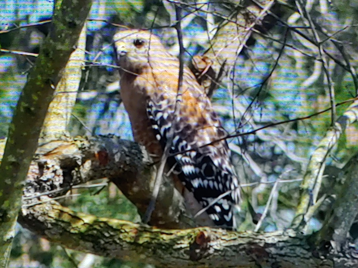 Red-shouldered Hawk - ML632337246