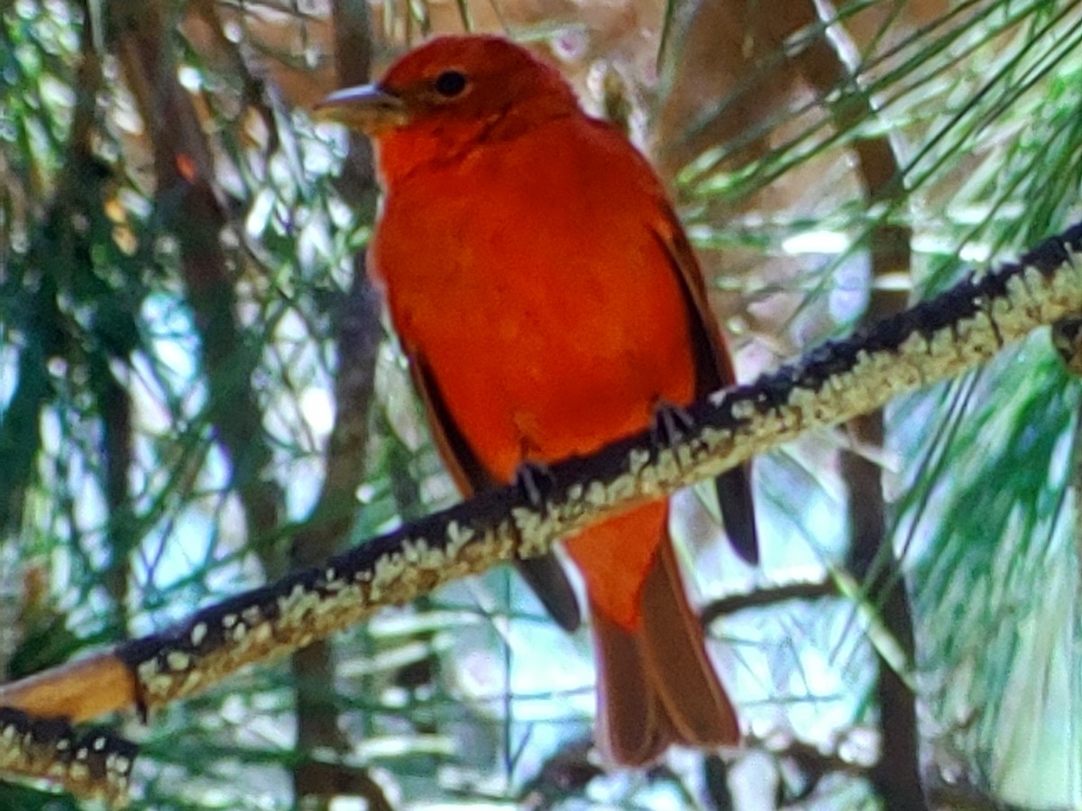 Summer Tanager - ML632337267