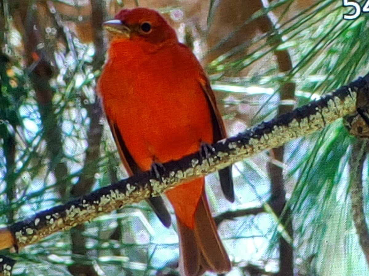 Summer Tanager - ML632337280