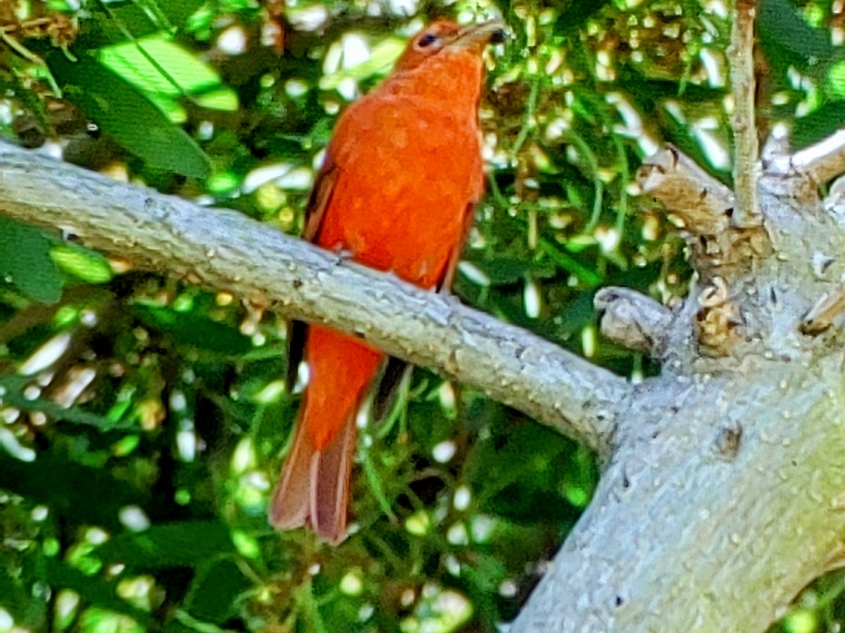 Summer Tanager - ML632337296