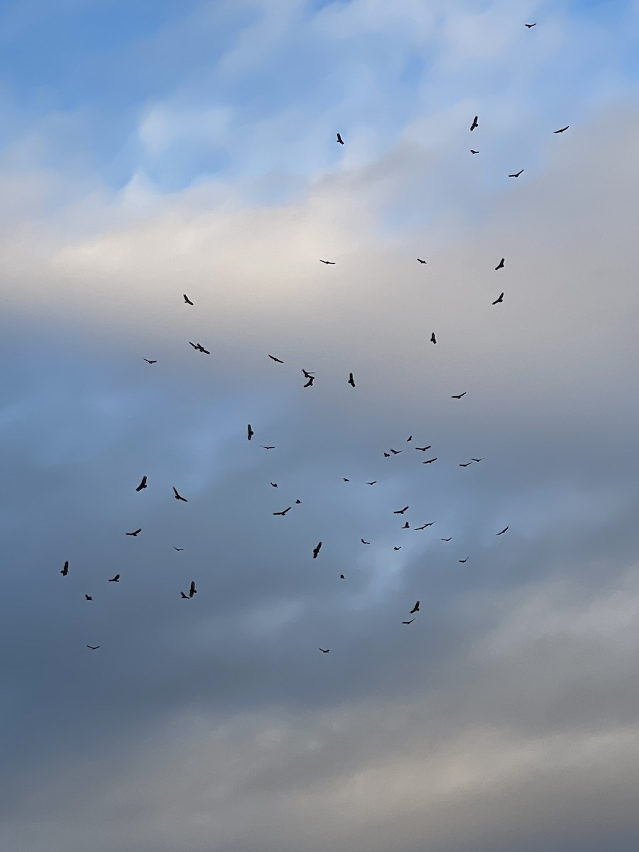 Turkey Vulture - ML632337449