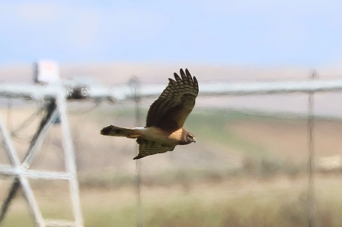 זרון אמריקני - ML632337544