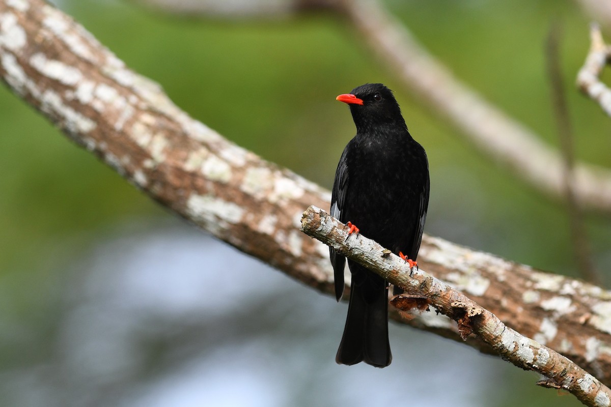 Black Bulbul (Gray-winged) - ML632337555