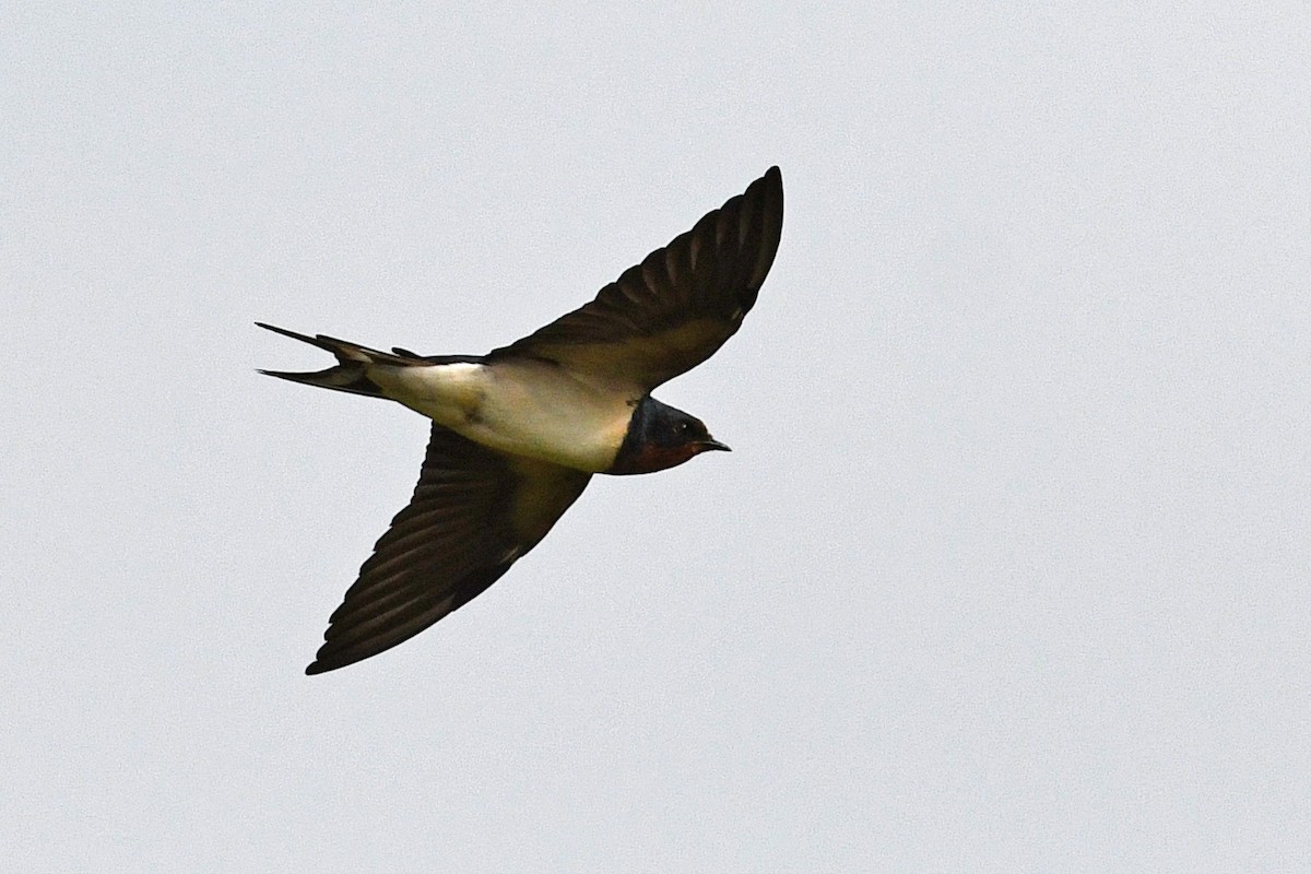 Barn Swallow (Buff-bellied) - ML632337559