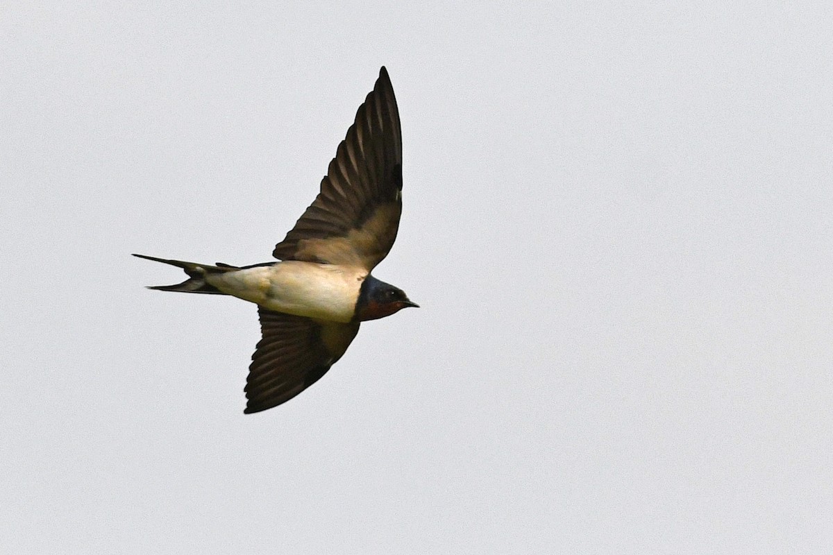 Barn Swallow (Buff-bellied) - ML632337560