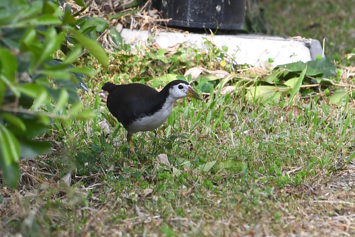 White-breasted Waterhen - ML632337567