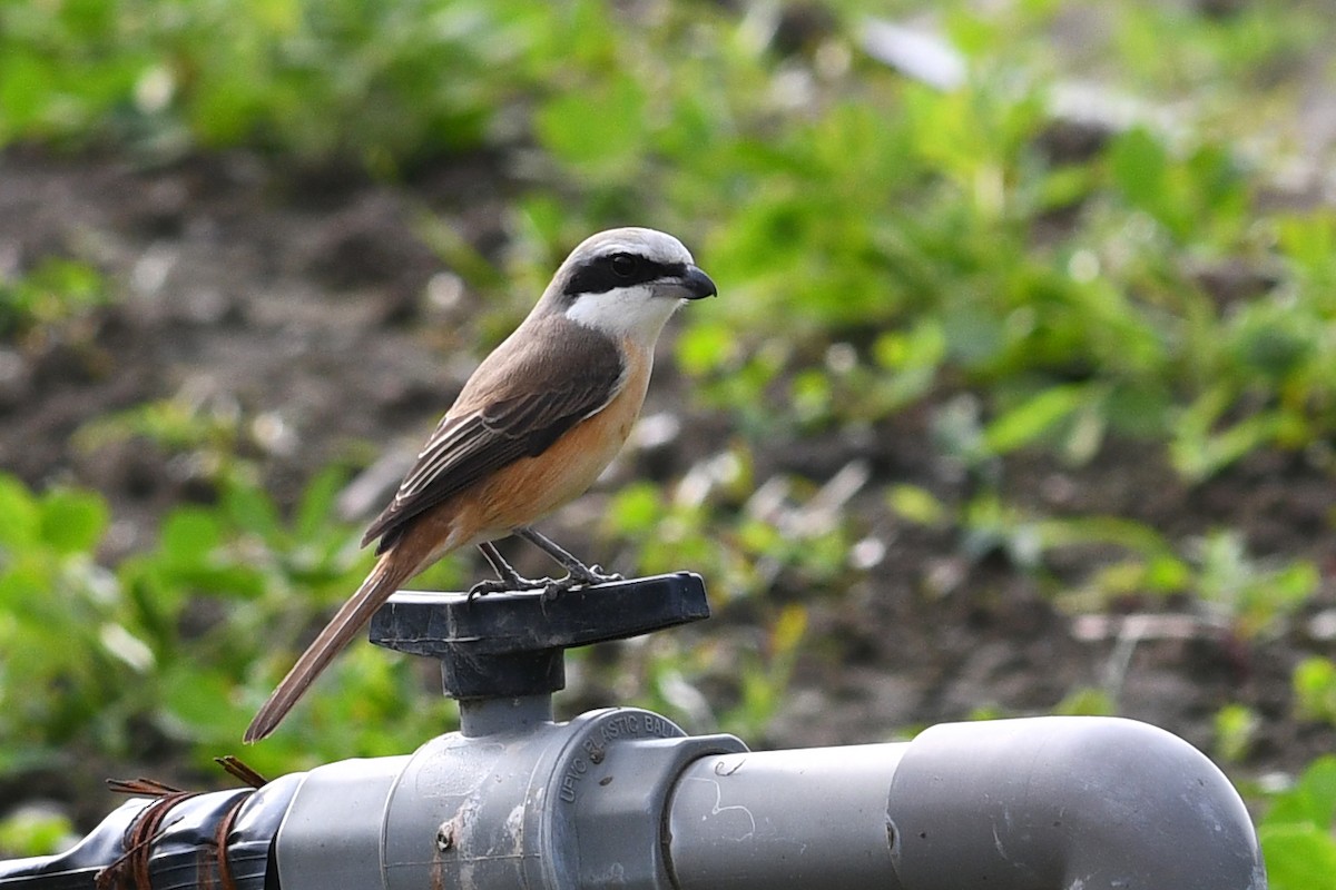 Brown Shrike (Philippine) - ML632337581
