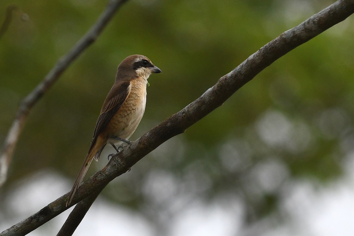 Brown Shrike (Brown) - ML632337609