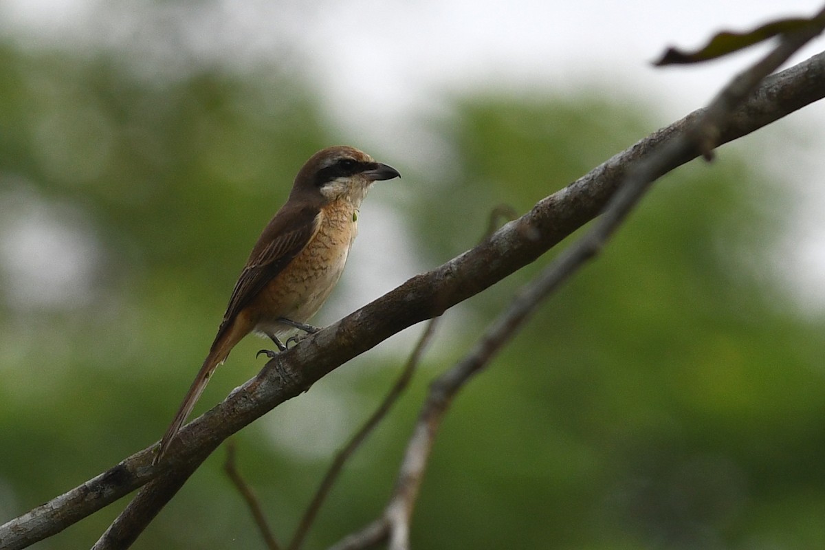 Brown Shrike (Brown) - ML632337610