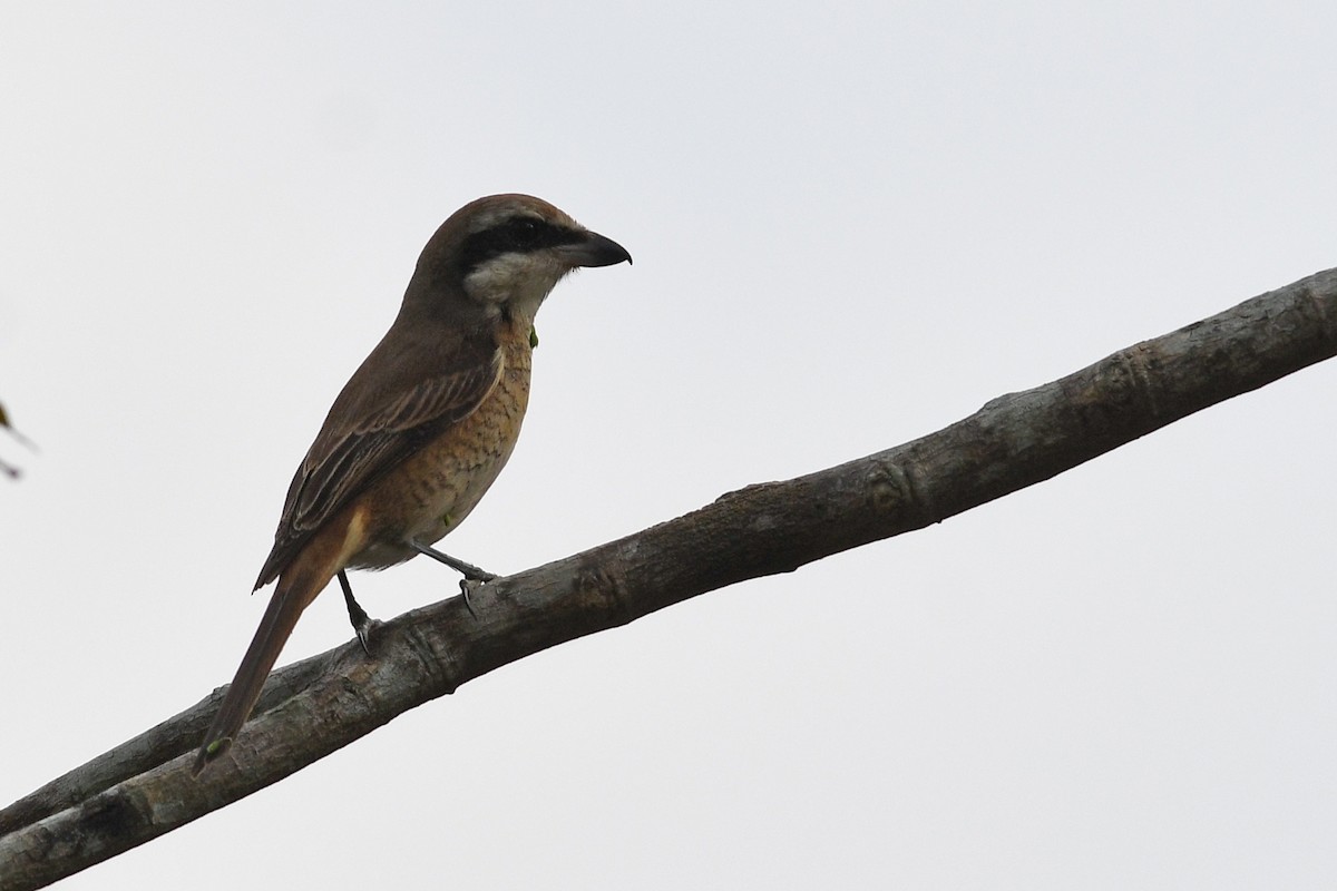Brown Shrike (Brown) - ML632337611