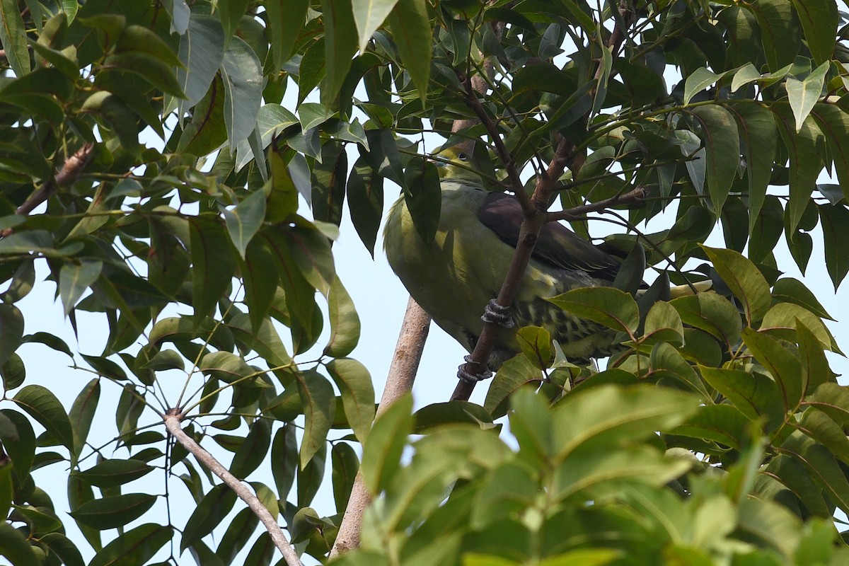 Whistling Green-Pigeon (Taiwan) - ML632337613