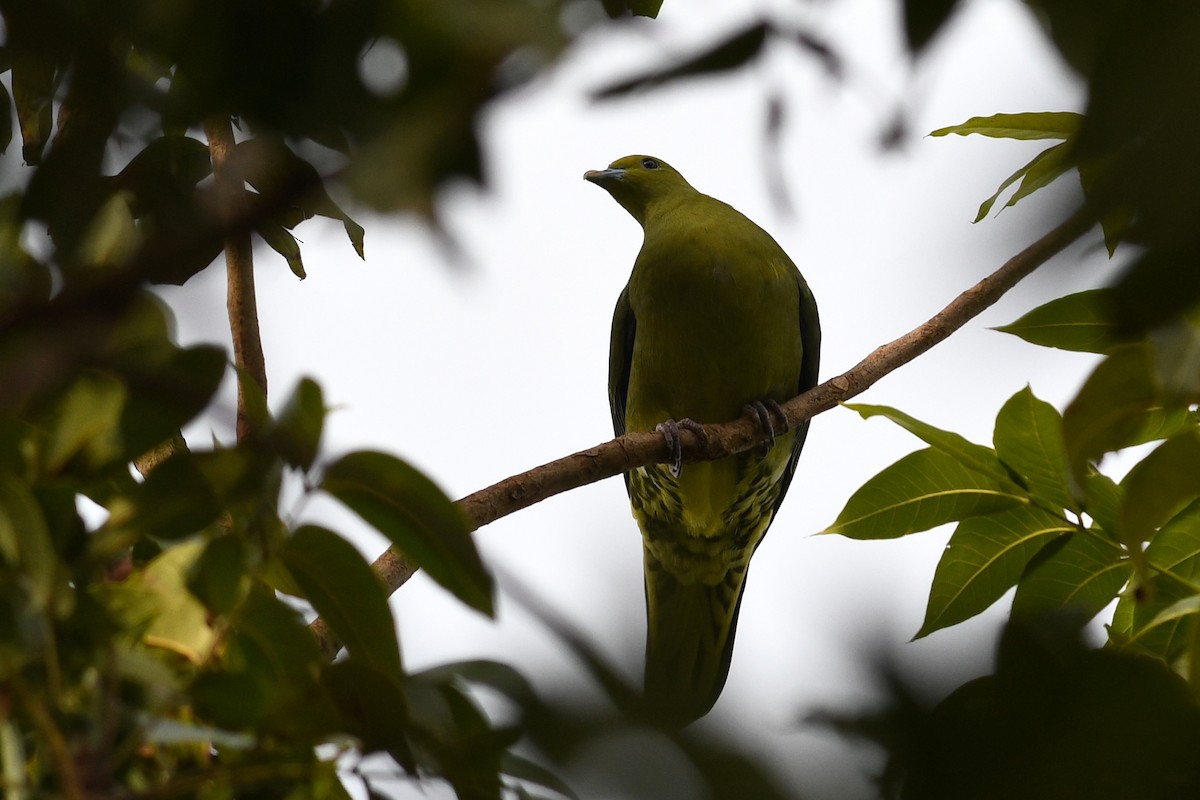 Whistling Green-Pigeon (Taiwan) - ML632337615
