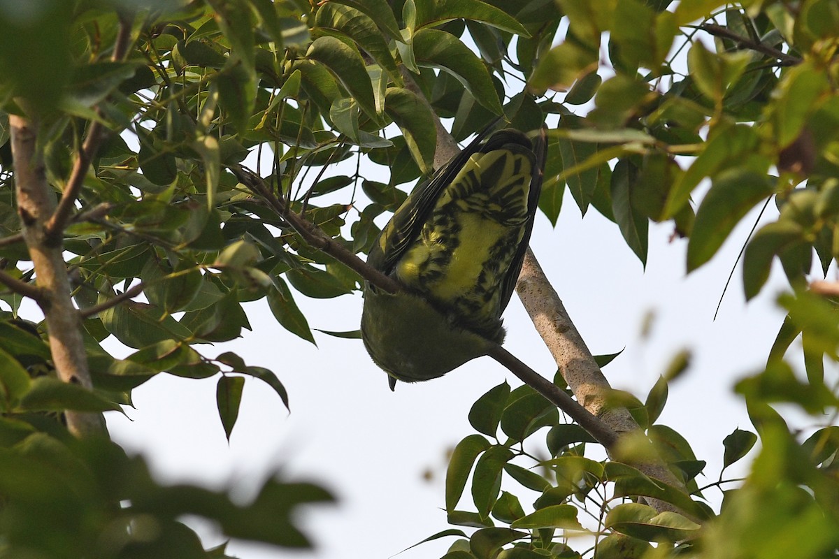 Whistling Green-Pigeon (Taiwan) - ML632337616