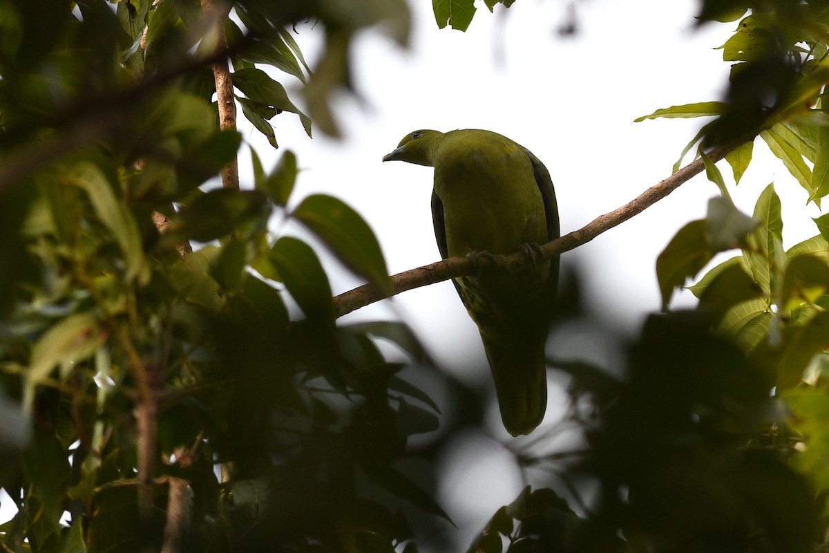 Whistling Green-Pigeon (Taiwan) - ML632337617