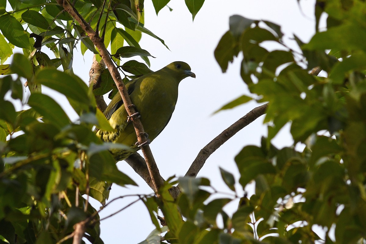 Whistling Green-Pigeon (Taiwan) - ML632337618