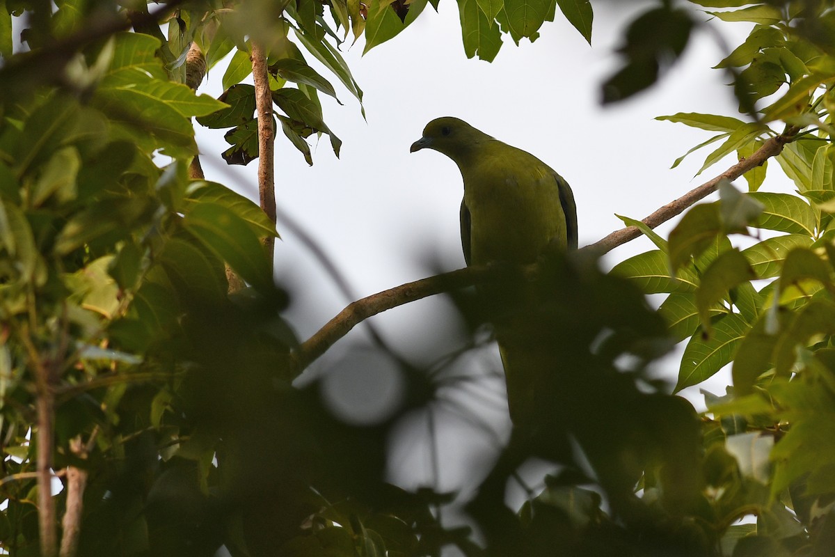 Whistling Green-Pigeon (Taiwan) - ML632337619