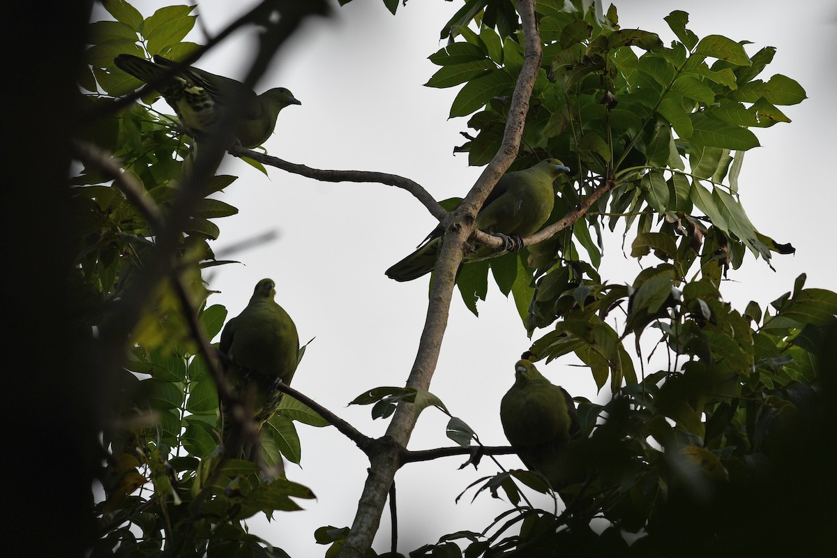 Whistling Green-Pigeon (Taiwan) - ML632337620