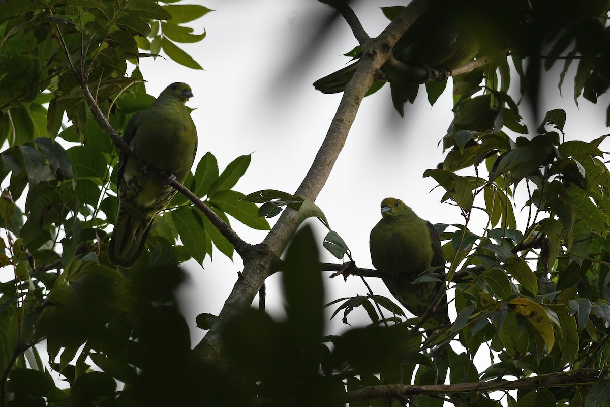 Whistling Green-Pigeon (Taiwan) - ML632337621