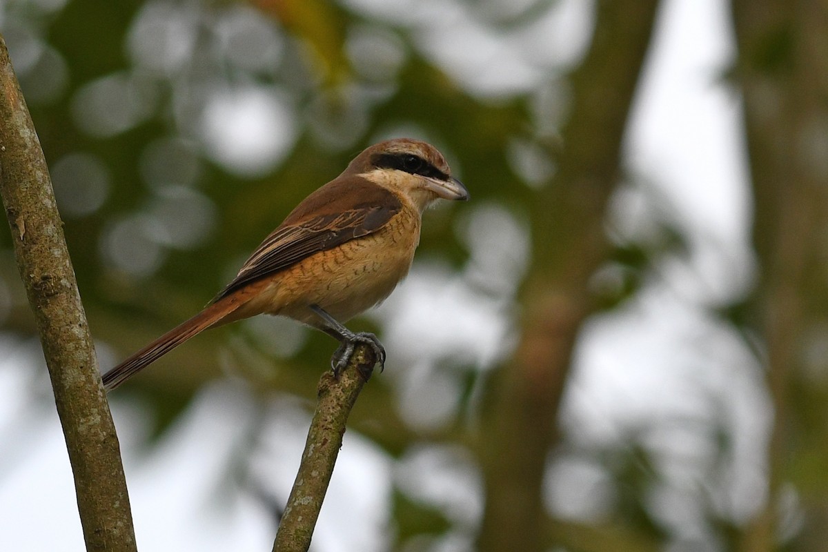Brown Shrike (Brown) - ML632337625