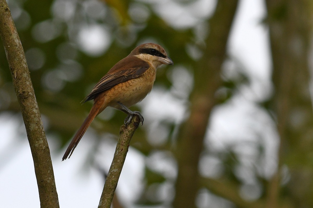 Brown Shrike (Brown) - ML632337626