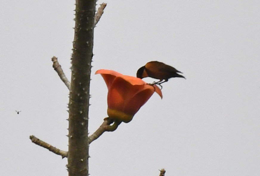 Buff-throated Sunbird - ML632337651