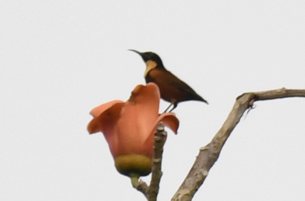 Buff-throated Sunbird - ML632337652