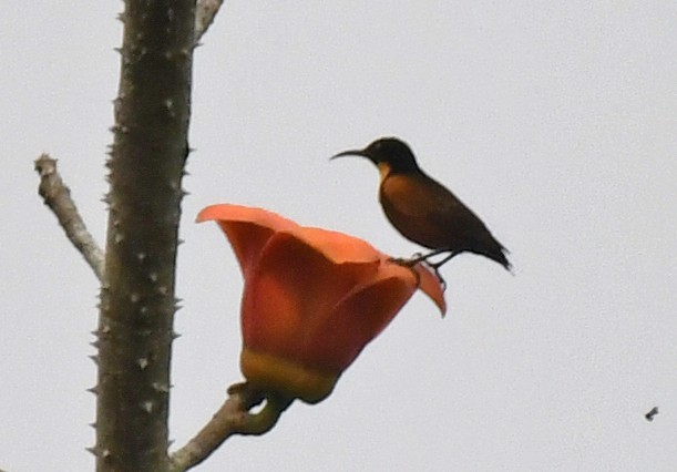 Buff-throated Sunbird - ML632337653