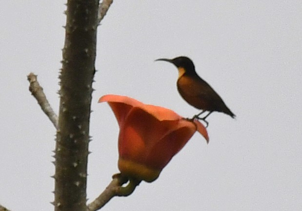 Buff-throated Sunbird - ML632337654