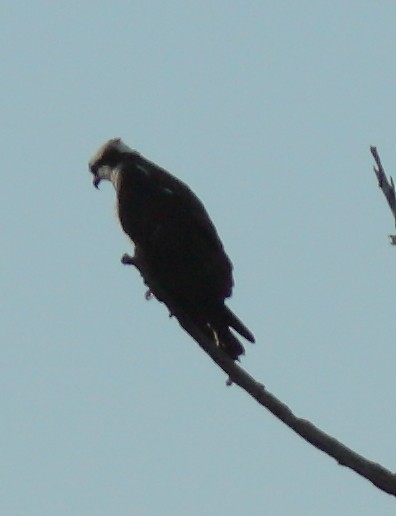 Osprey - ML632337671