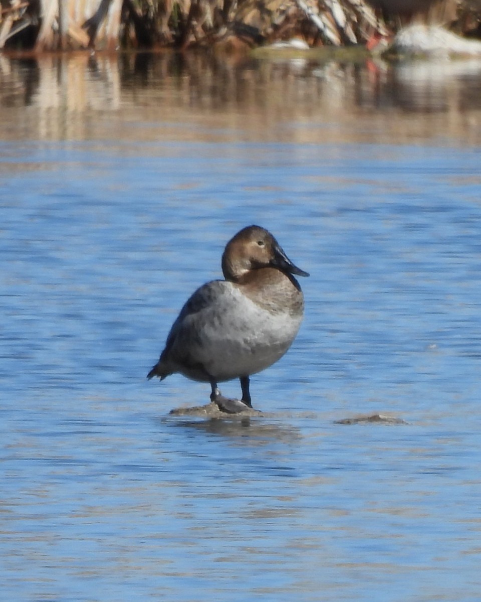 Canvasback - ML632337754