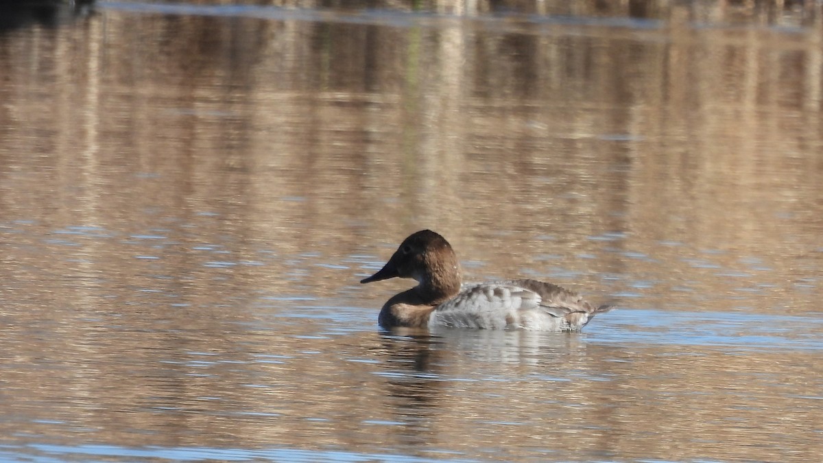 Canvasback - ML632337756