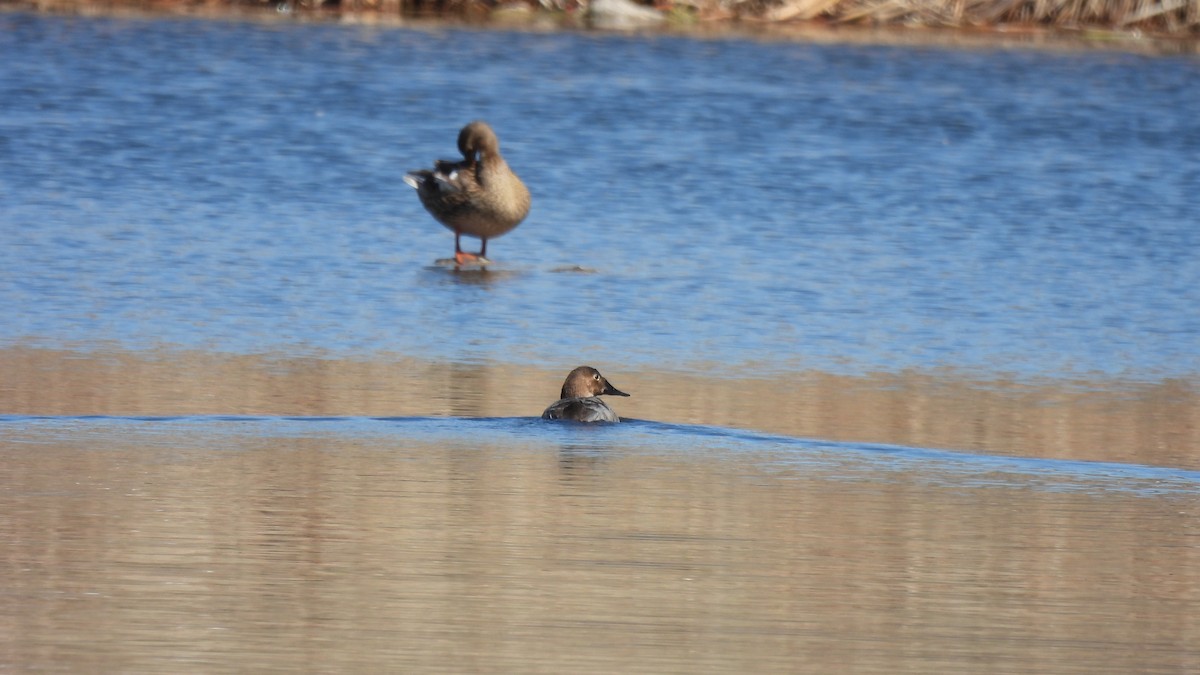 Canvasback - ML632337757