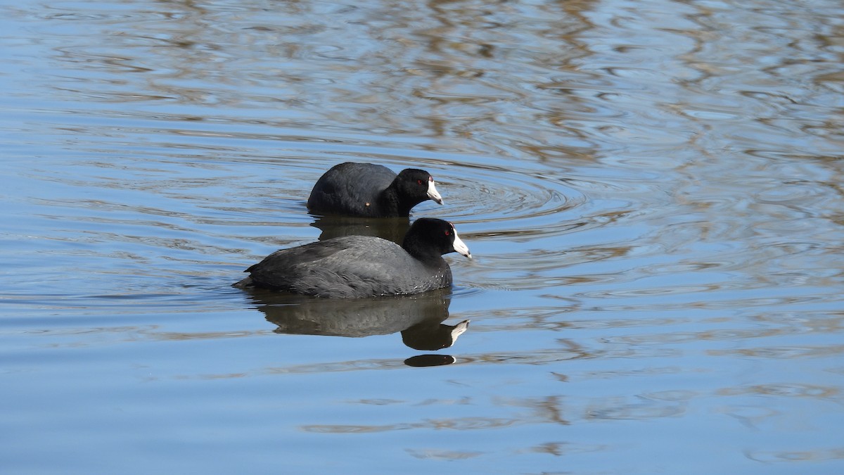 American Coot - ML632337758