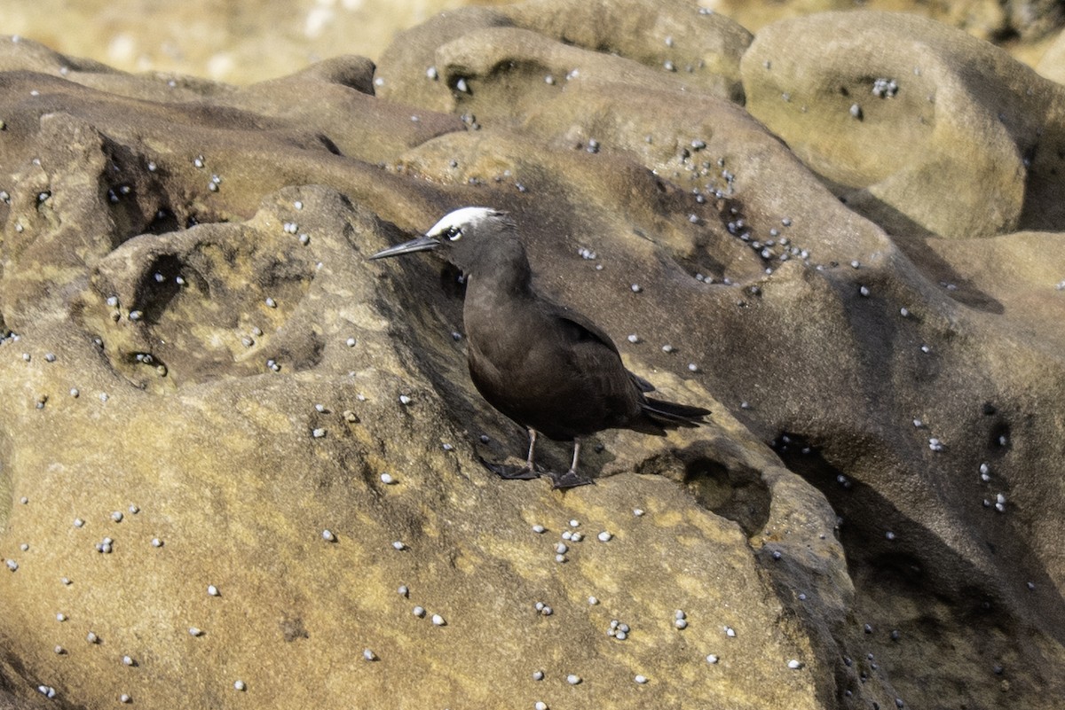 Black Noddy - ML632337773