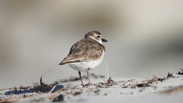 Wilson's Plover - ML632337803