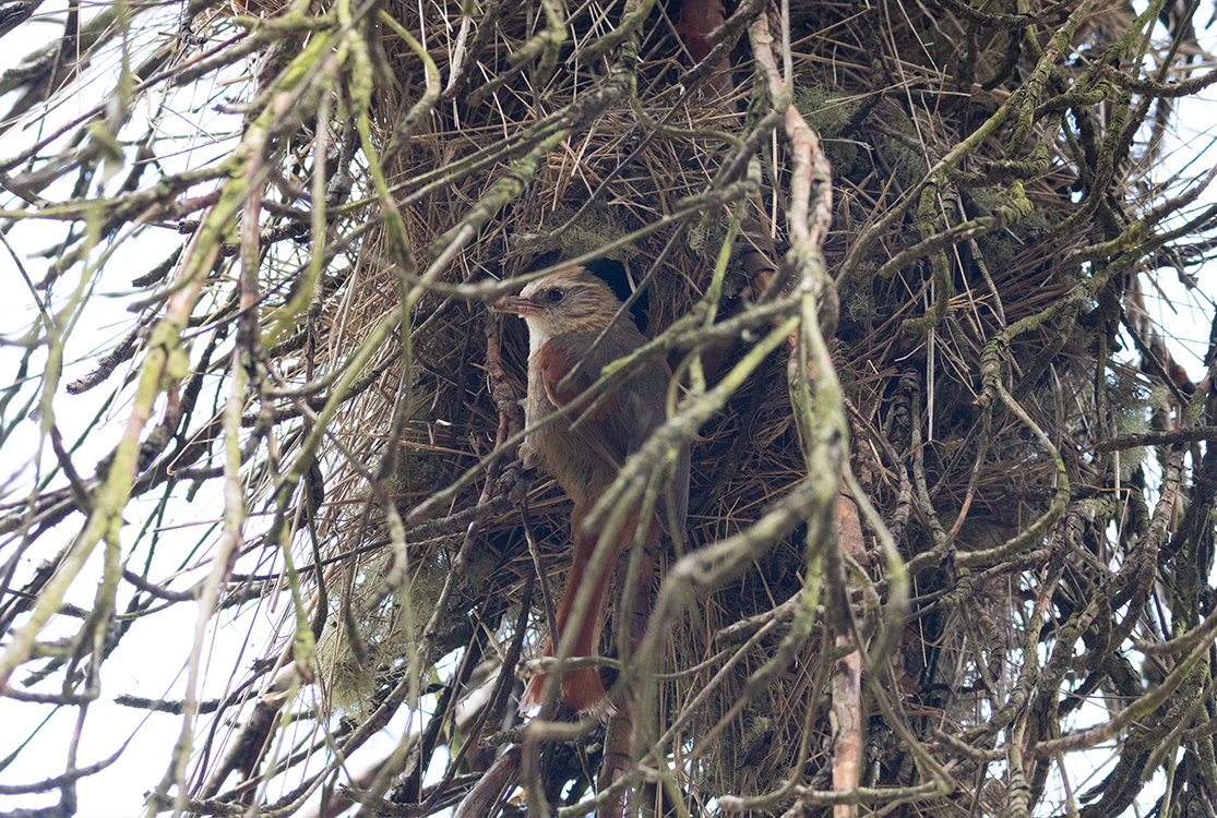 Creamy-crested Spinetail - ML632337813