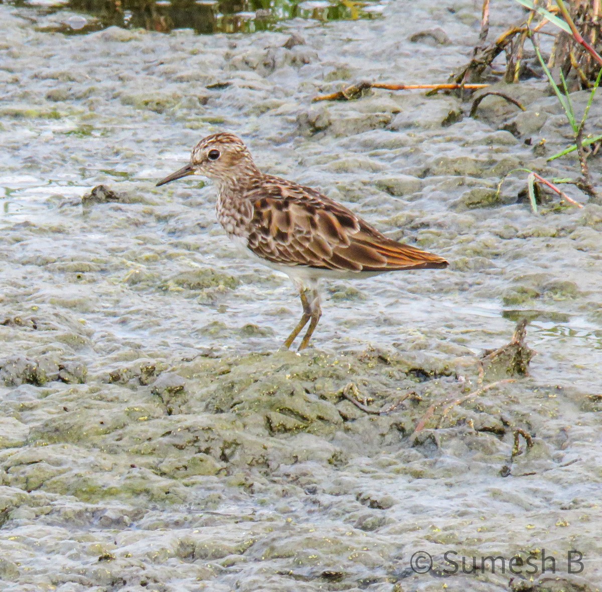 Long-toed Stint - ML632337890