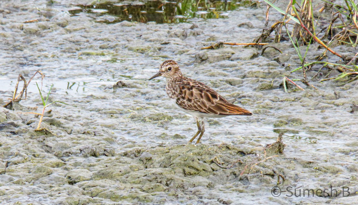 Long-toed Stint - ML632337891
