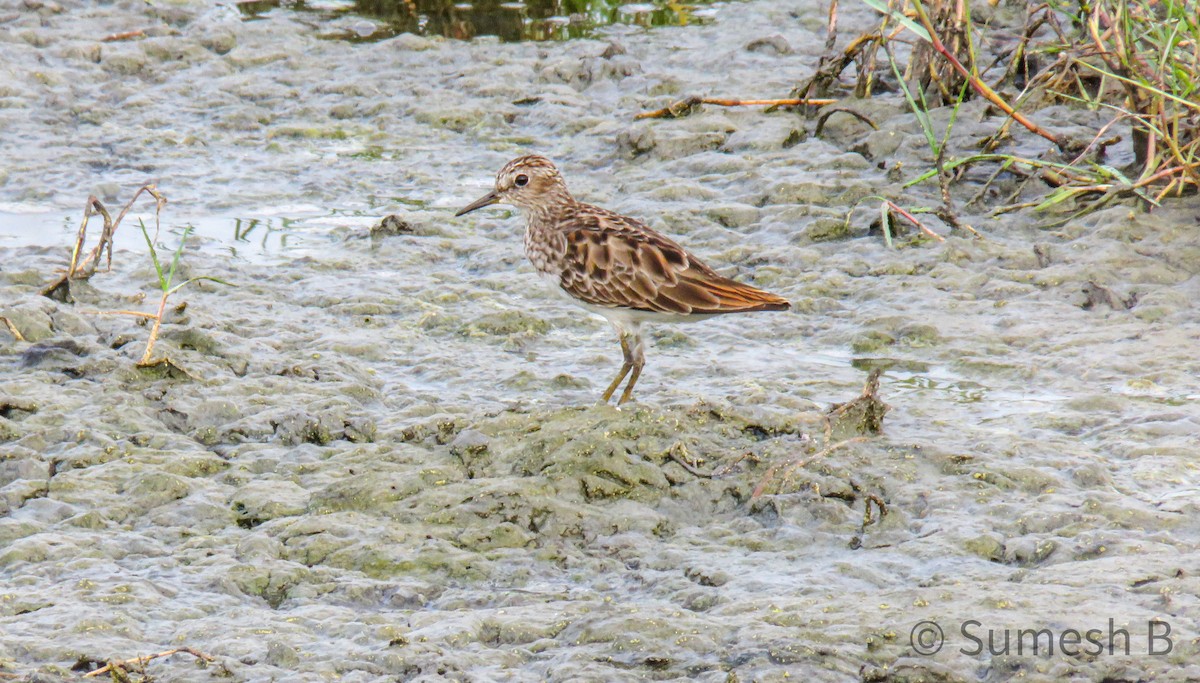 Long-toed Stint - ML632337892