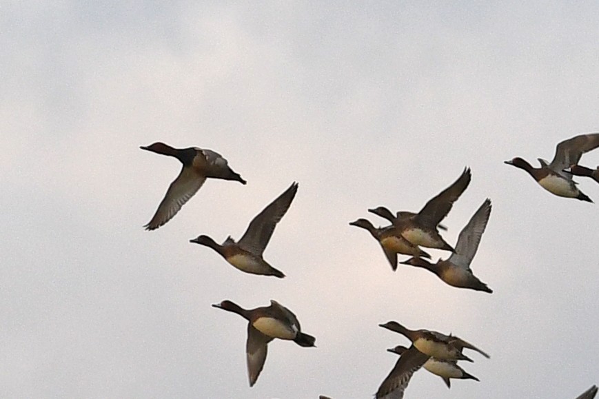 Common Pochard - ML632337909