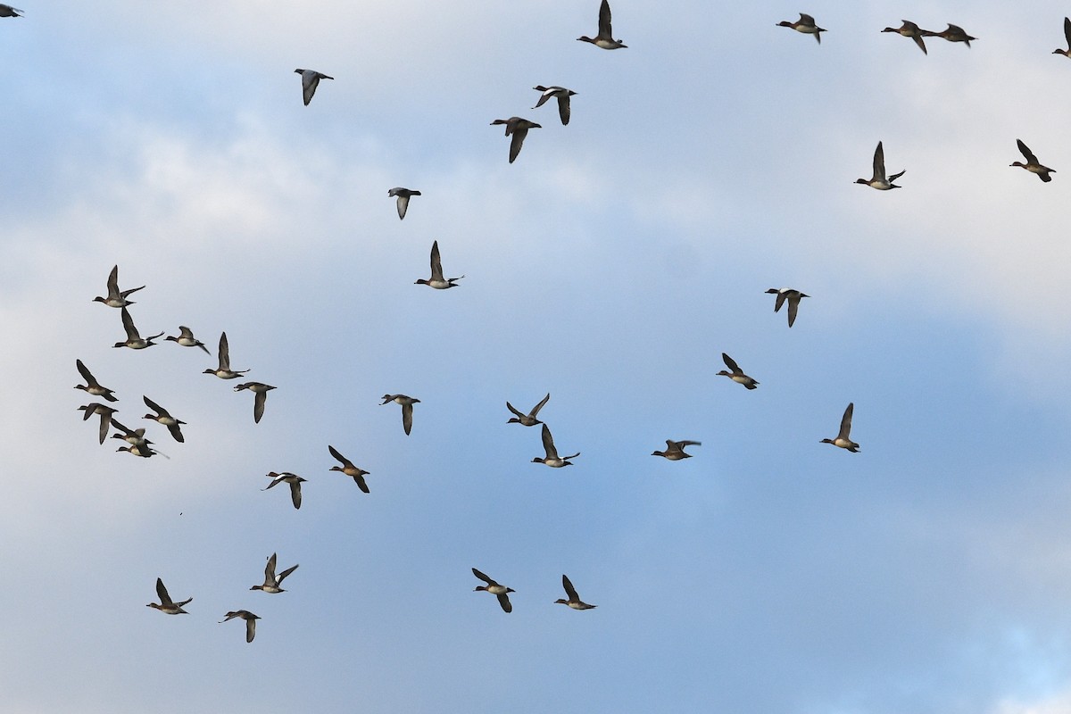 Eurasian Wigeon - ML632337911