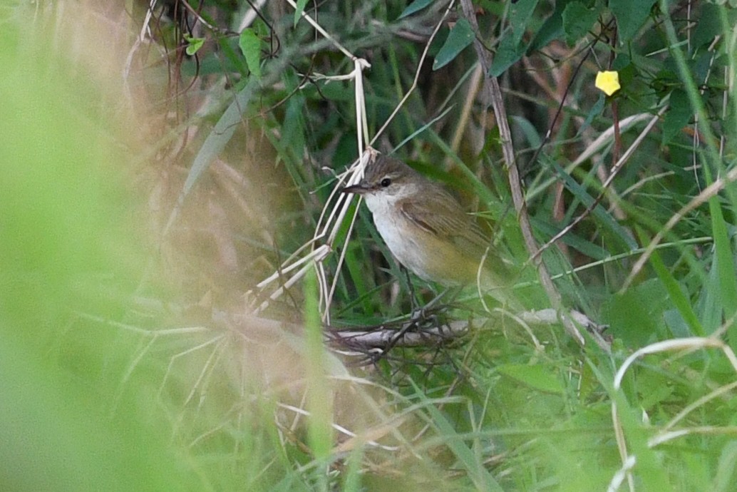 Oriental Reed Warbler - ML632337915