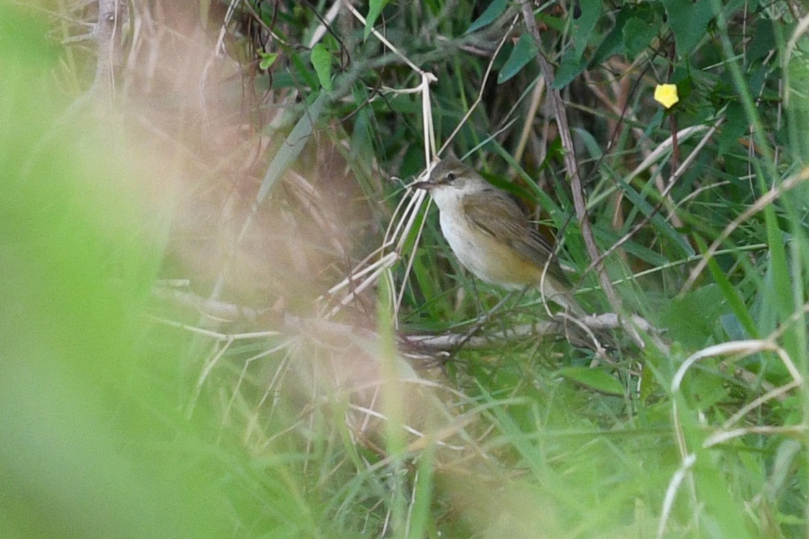 Oriental Reed Warbler - ML632337916