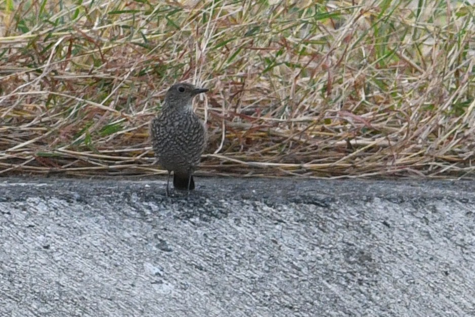 Blue Rock-Thrush (philippensis) - ML632337919