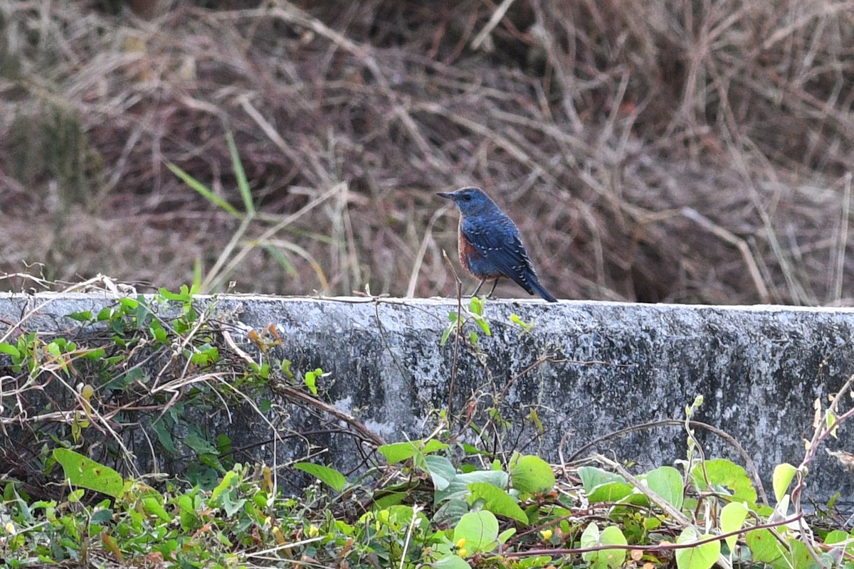 Blue Rock-Thrush (philippensis) - ML632337921