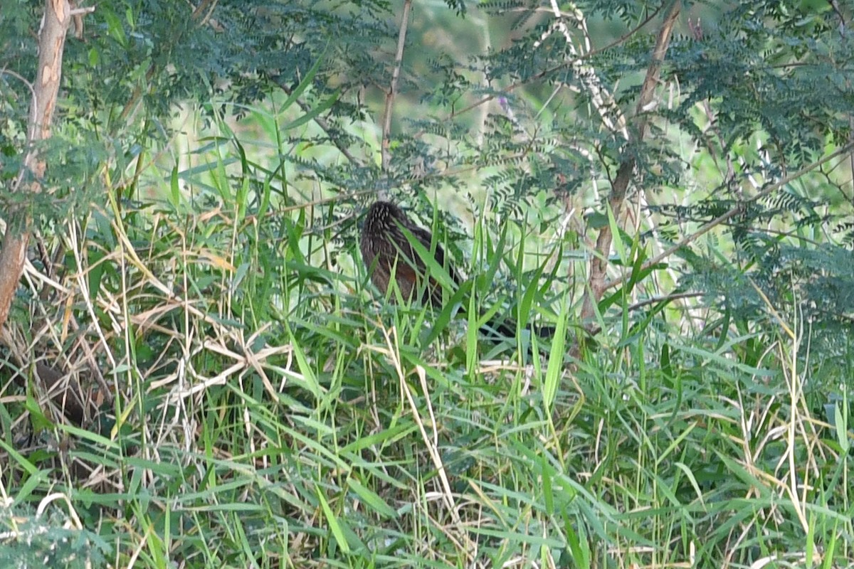 Lesser Coucal - ML632337926