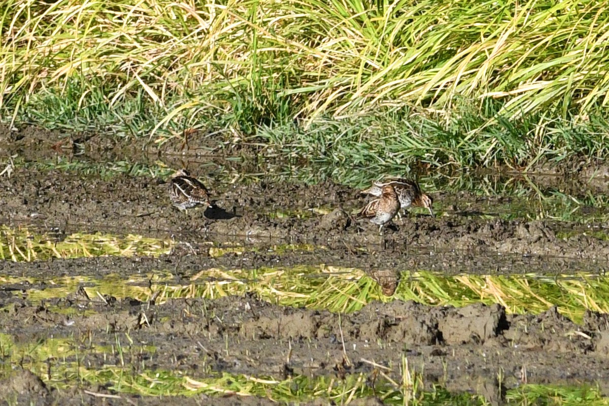 Common Snipe - ML632337928