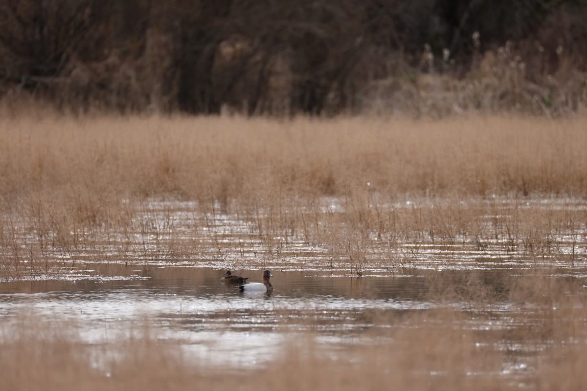 Canvasback - ML632338012